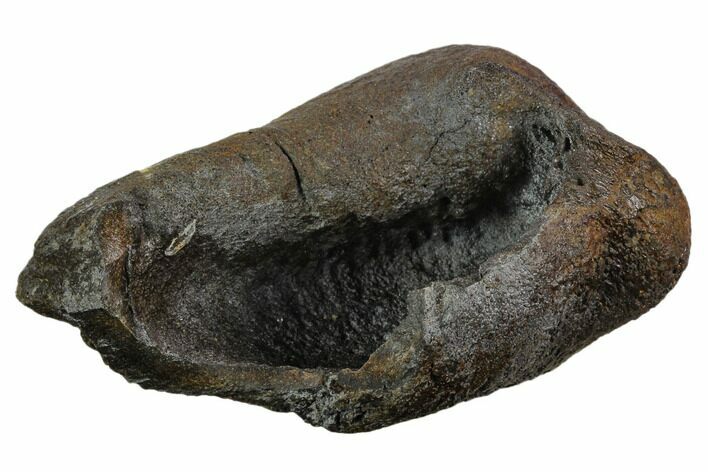 Large, Fossil Whale Ear Bone - Miocene #130243